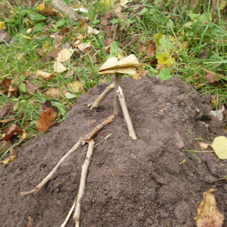 profa-2012-landart-9 Montessori-Schulzentrum Leipzig - Neuigkeiten Oberschule - Unterricht mal anders – Projektfahrt nach Gallentin